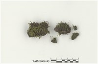 藏品(小扭口苔)的圖片